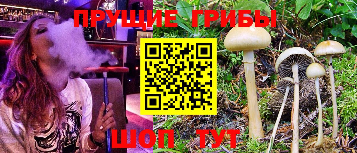 Железногорск  Галлюциногенные грибы Cubensis  Вход с VPN 